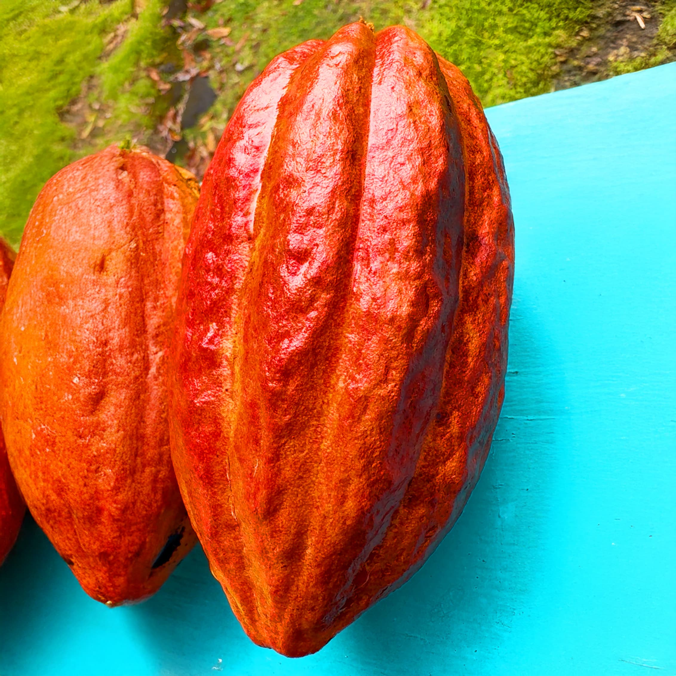 Cacao pod on tree