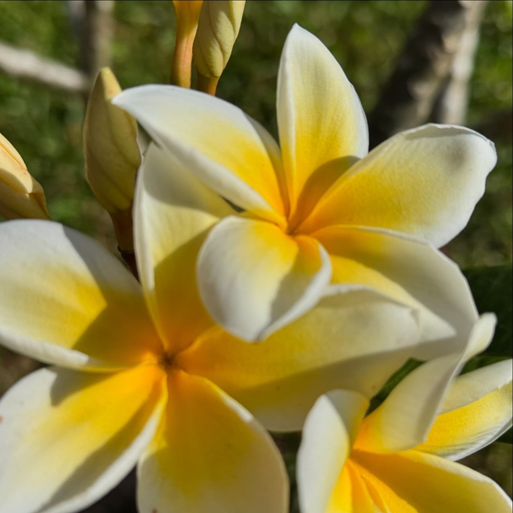 Yellow plumeria blossoms