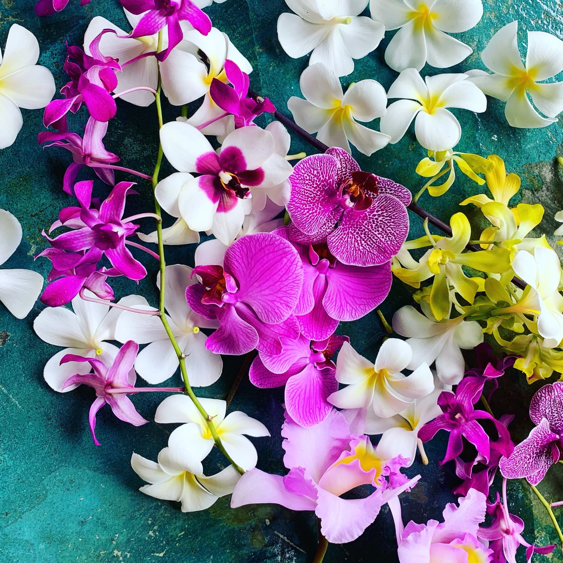 Orchids and plumeria on a teal surface