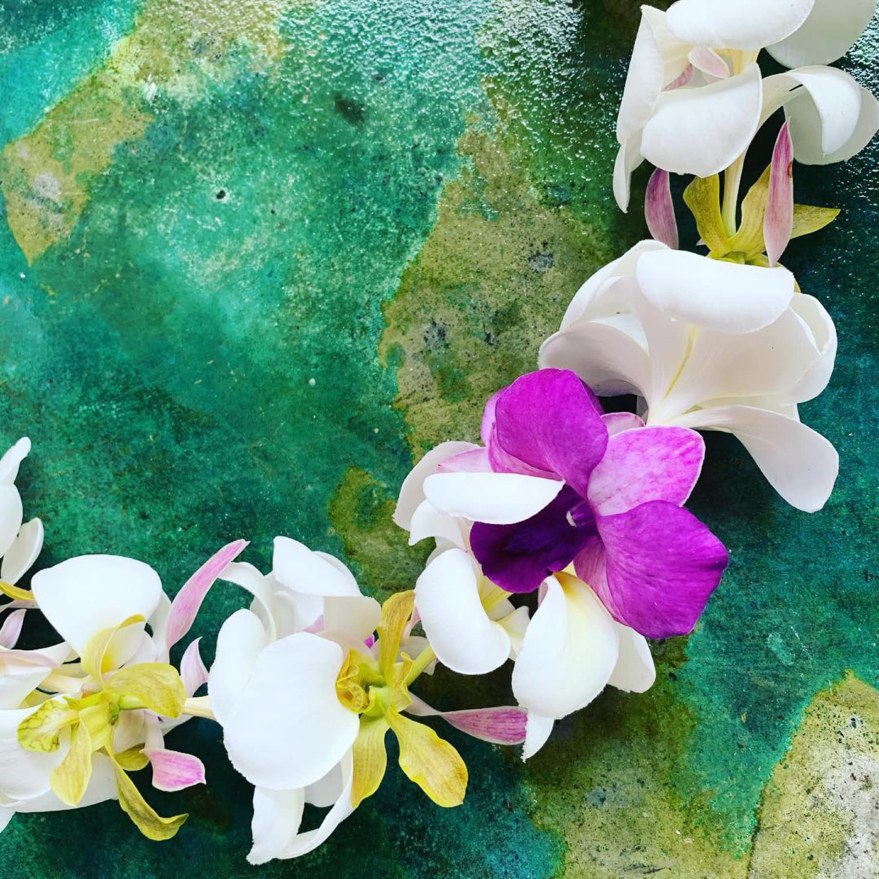Purple orchid and white flowers