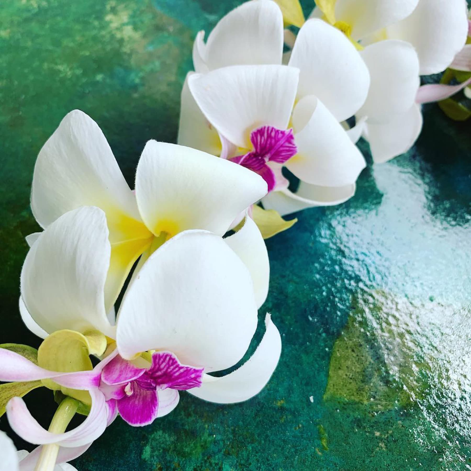 White orchid closeup