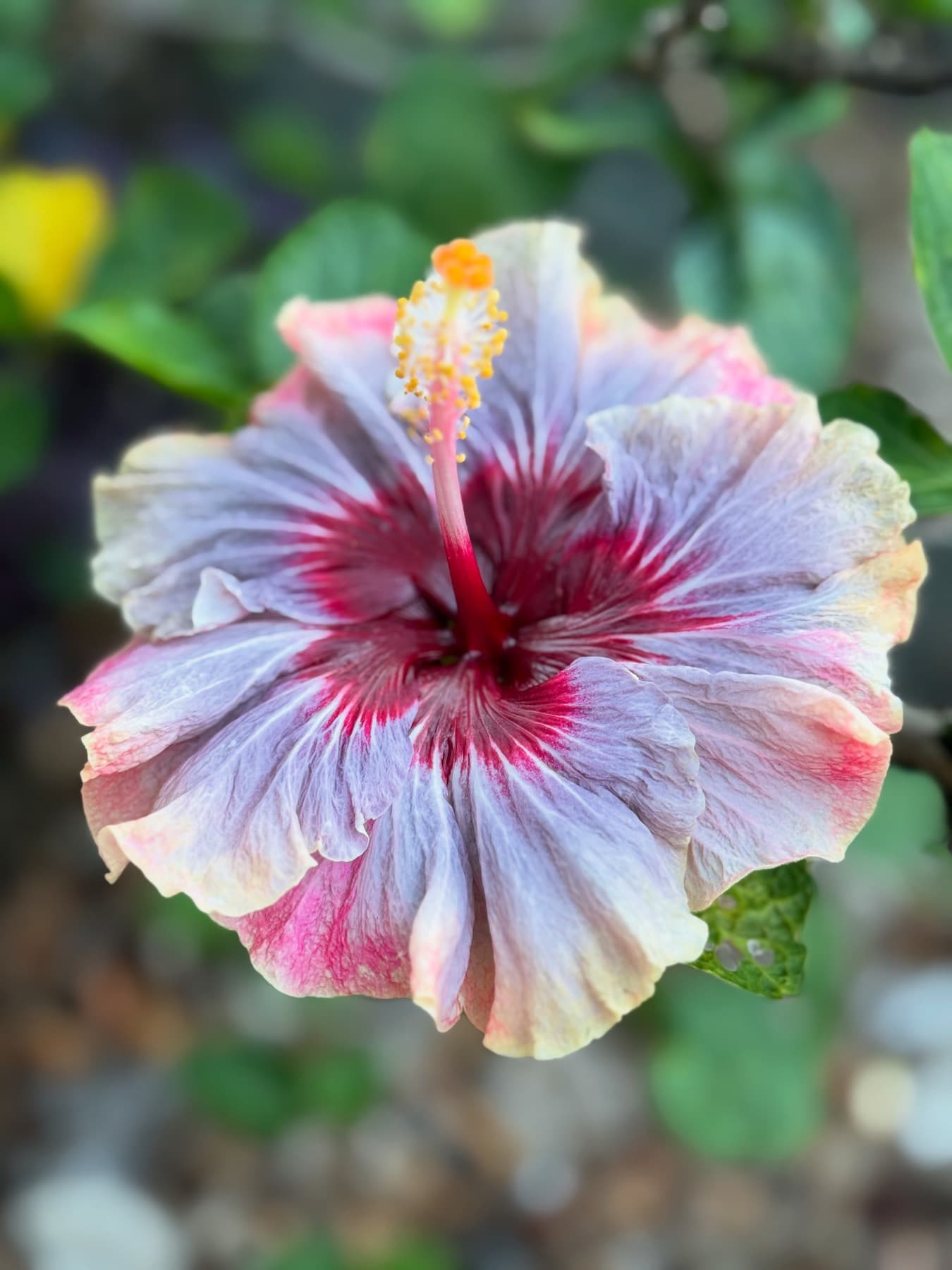 Hibiscus flower closeup