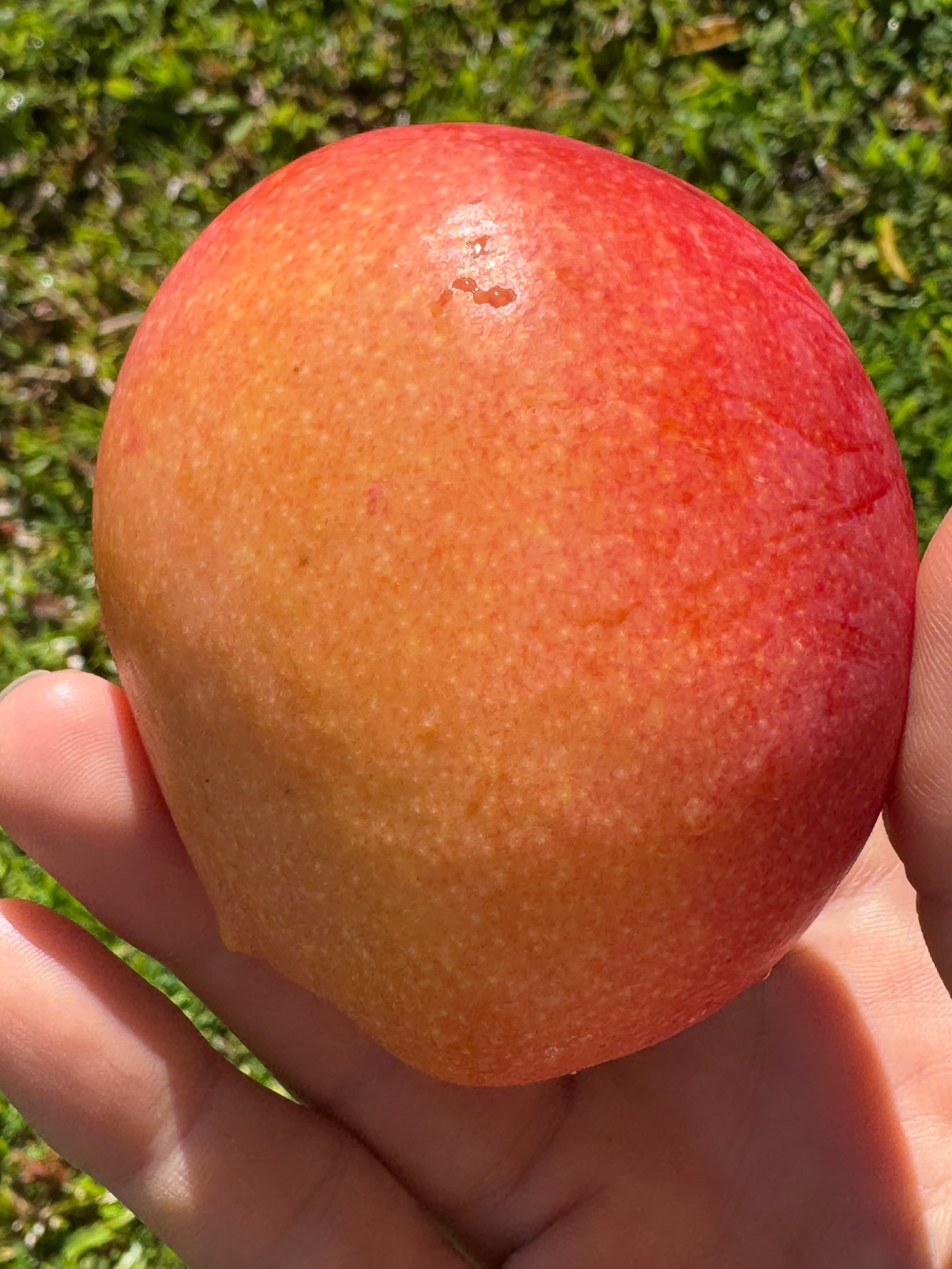 Ripe mango fruit